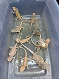 G191, 10 Bearded Dragon wholesale group for sale