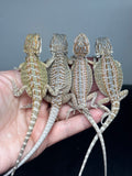 G191, 10 Bearded Dragon wholesale group for sale