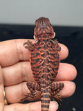 RM979, male, leatherback, possible het hypo, possible het Witblits, 50% Red Monster bearded dragon for sale