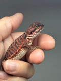 RM979, male, leatherback, possible het hypo, possible het Witblits, 50% Red Monster bearded dragon for sale