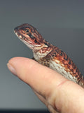 RM979, male, leatherback, possible het hypo, possible het Witblits, 50% Red Monster bearded dragon for sale