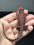 RM979, male, leatherback, possible het hypo, possible het Witblits, 50% Red Monster bearded dragon for sale