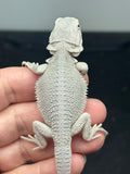 #1601, male, hypo, possible het wits, Zero Bearded Dragon for sale