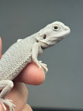 #1601, male, hypo, possible het wits, Zero Bearded Dragon for sale