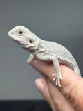 #1601, male, hypo, possible het wits, Zero Bearded Dragon for sale