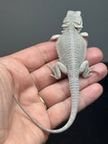 #1601, male, hypo, possible het wits, Zero Bearded Dragon for sale