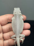 #1602, female, hypo, leatherback, possible het wits/trans, Zero Bearded Dragon for sale