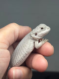 #1602, female, hypo, leatherback, possible het wits/trans, Zero Bearded Dragon for sale