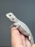 #1602, female, hypo, leatherback, possible het wits/trans, Zero Bearded Dragon for sale