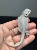 #1602, female, hypo, leatherback, possible het wits/trans, Zero Bearded Dragon for sale
