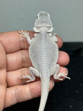 #1603, female, hypo, Witblits, Zero, Wero bearded dragon for sale