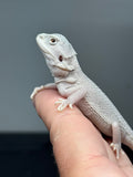 #1603, female, hypo, Witblits, Zero, Wero bearded dragon for sale