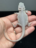 #1603, female, hypo, Witblits, Zero, Wero bearded dragon for sale