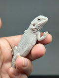 #1603, female, hypo, Witblits, Zero, Wero bearded dragon for sale