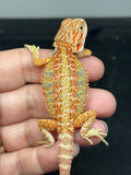 RM980, male, hypo, citrus, 25% Red Monster bearded dragon for sale