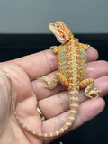 RM980, male, hypo, citrus, 25% Red Monster bearded dragon for sale