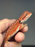 RM981, female, leatherback, possible het hypo, possible het Witblits, 50% Red Monster bearded dragon for sale