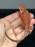 RM981, female, leatherback, possible het hypo, possible het Witblits, 50% Red Monster bearded dragon for sale