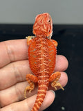 RM982, female, hypo, possible het trans, 50% Red Monster bearded dragon for sale