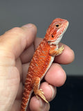 RM982, female, hypo, possible het trans, 50% Red Monster bearded dragon for sale