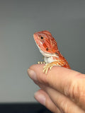 RM982, female, hypo, possible het trans, 50% Red Monster bearded dragon for sale