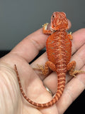 RM982, female, hypo, possible het trans, 50% Red Monster bearded dragon for sale