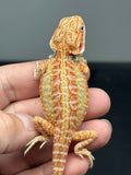RM983, male, hypo, citrus, leatherback, 25% Red Monster bearded dragon for sale