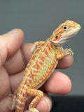 RM983, male, hypo, citrus, leatherback, 25% Red Monster bearded dragon for sale