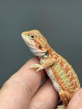 RM983, male, hypo, citrus, leatherback, 25% Red Monster bearded dragon for sale