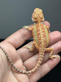 RM983, male, hypo, citrus, leatherback, 25% Red Monster bearded dragon for sale