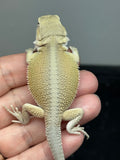 #1604, female, hypo, possible het zero, Witblits Bearded dragon for sale