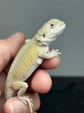#1604, female, hypo, possible het zero, Witblits Bearded dragon for sale