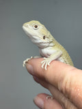 #1604, female, hypo, possible het zero, Witblits Bearded dragon for sale