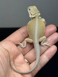 #1604, female, hypo, possible het zero, Witblits Bearded dragon for sale