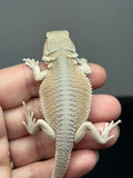 #1605, female,  hypo, possible het zero, Witblits Bearded dragon for sale