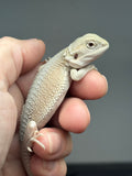 #1605, female,  hypo, possible het zero, Witblits Bearded dragon for sale