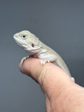 #1605, female,  hypo, possible het zero, Witblits Bearded dragon for sale