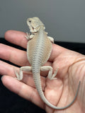 #1605, female,  hypo, possible het zero, Witblits Bearded dragon for sale