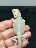 #1606, female, hypo, possible het zero, Witblits Bearded dragon for sale