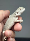 #1606, female, hypo, possible het zero, Witblits Bearded dragon for sale