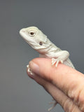 #1606, female, hypo, possible het zero, Witblits Bearded dragon for sale