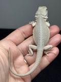 #1606, female, hypo, possible het zero, Witblits Bearded dragon for sale