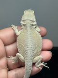 #1607, female, hypo, possible het zero, Witblits Bearded dragon for sale
