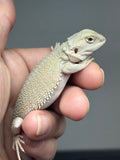 #1607, female, hypo, possible het zero, Witblits Bearded dragon for sale