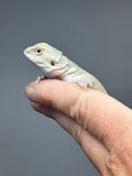#1607, female, hypo, possible het zero, Witblits Bearded dragon for sale