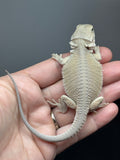 #1607, female, hypo, possible het zero, Witblits Bearded dragon for sale