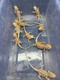 G192, 10 Bearded Dragon wholesale group for sale