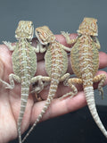 G192, 10 Bearded Dragon wholesale group for sale