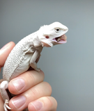 Zero Bearded Dragon for sale, white bearded dragon for sale, hypo zero