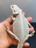 #606 male, hypo, leatherback, Wero (Witblits, and Zero), possible het trans Bearded Dragon